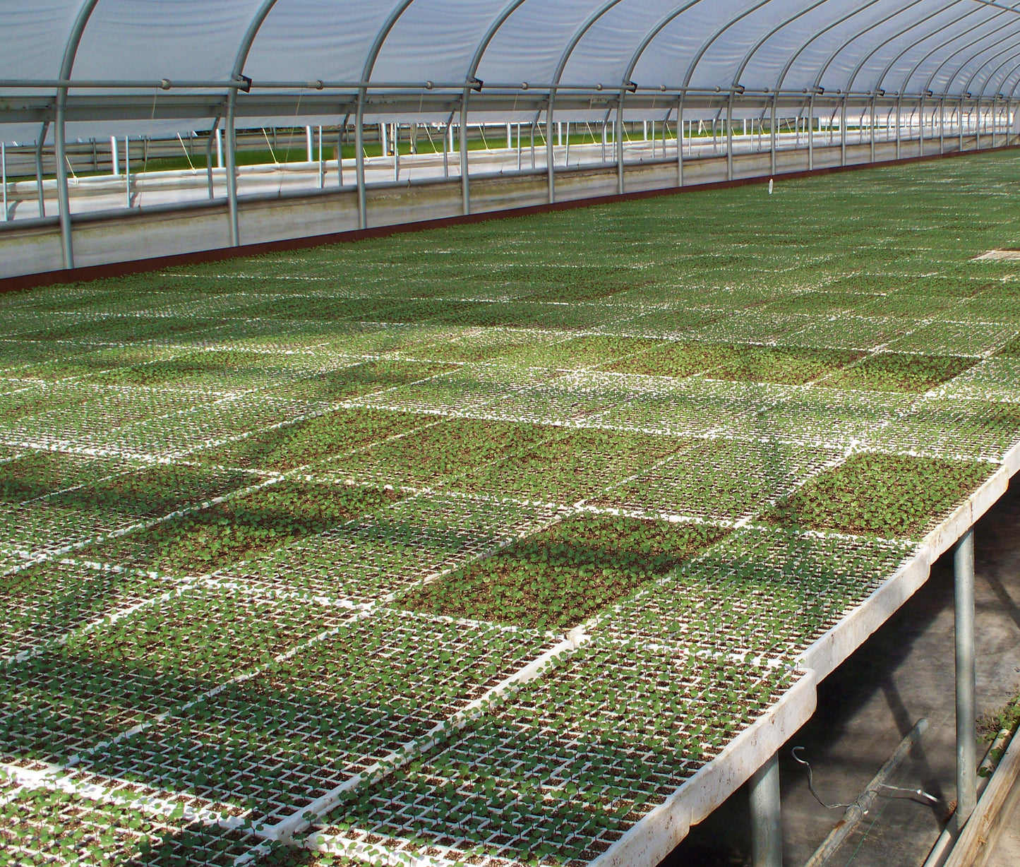 RSI Hydroponic Seed Trays